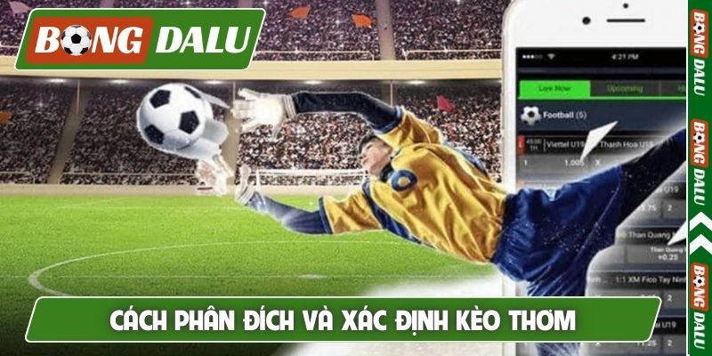 Cách phân đích và xác định kèo thơm